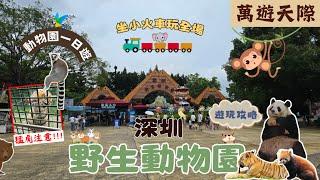 [2024 週末快閃] 深圳野生動物園 | 坐小火車制霸全園 | 呢隻究竟係貓定老虎！？ | 同馬騮零距離接觸 | 與熊貓共舞 | 兩日一夜 | 深圳好去處 2024 | 深圳一日遊 | 深圳好玩推介