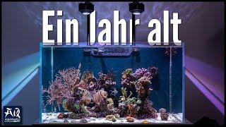 300l Meerwasser Aquarium nach 1 Jahr | AquaOwner