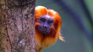 Incredibly Rare Animals In The Amazon Rainforest