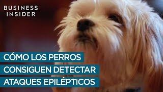 Estos perros son capaces de detectar ataques epilépticos