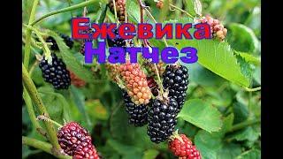 Ежевика Натчез