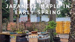 Japanese Maple Bonsai in Early Spring - Momiji-en Garden Walk