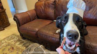 Funny Polite Great Danes Love Chicken BLT Sandwich Night