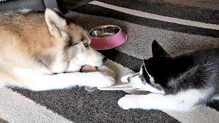 Husky Puppy Plays Tug Game With Shelby