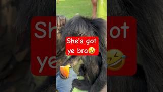 Monkey stole bra#shorts #funny #monkeys #pets