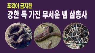 한국의 살모사 3종 비교 설명 #살모사 #쇠살모사 #까치살모사