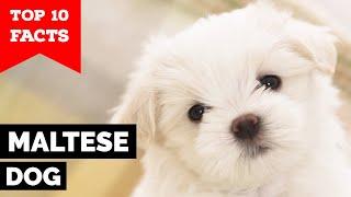 Maltese Dog - Top 10 Facts