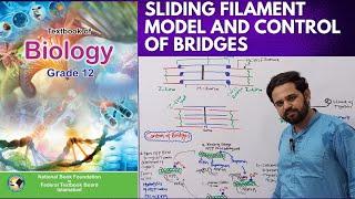 Sliding Filament Model | Control of Bridges | NBF | Class 12 | FBISE