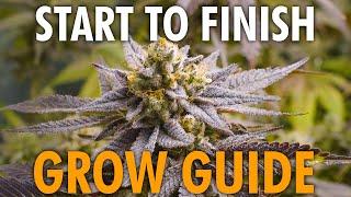 Start to Finish Cannabis Grow Guide – Beginner Friendly