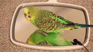 Two talking parakeets speak to a mirror [multi-cam]