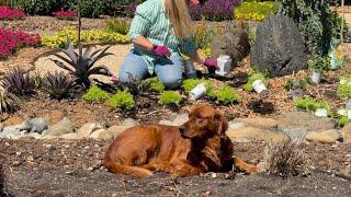 NEW Garden Bed for the Proven Winners Gardener's Idea Book! 