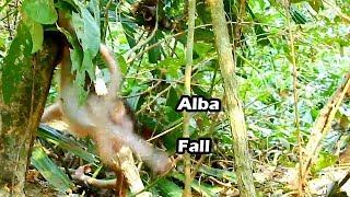 Wrong Jump Than Fall Small Baby Alba Try Catch Brand Tree To Escape from big male Titus | Pity Alba