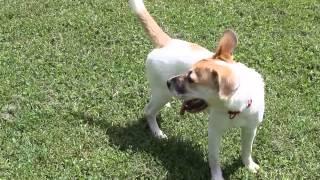 Video of adoptable pet named PUPPY CORAL