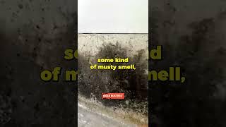 Black Mold in the Garage Virtual Inspection, Mold Busters