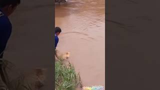 village boy fishing short video #shorts #abdulsamifishing #video