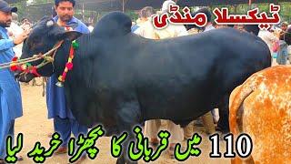 110K Ma Qurbani Ka Janwar Soda Naseeb Ka | Taxila Mandi Update June 2024