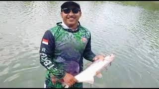 Strike ikan PATIN 1 kg, media pelet, joran mlengkung bosq 