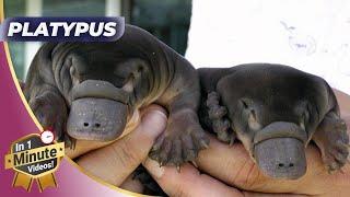 Cute Yet Dangerous - Incredible Facts About Platypus! 