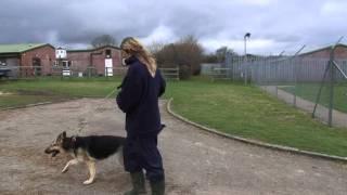 Being an RSPCA Volunteer Dog Walker