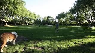 1 hour in a dog park Australia, Relaxing ASMR