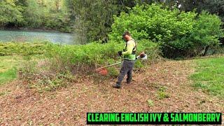 He Was STRUGGLING FOR DAYS - We CLEARED It In 2 HOURS!! Clearing English Ivy & Salmonberry Brush