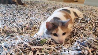 Paper Pandemonium: Cats Unleash Shredded Fun! | Manchester Moggies