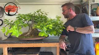 English Oak Bonsai Pruning And Partial Defoliation