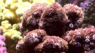 Robertus Reef - the corals after 18 months