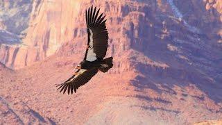 California Condor Release at Vermillion Cliffs in northern Arizona