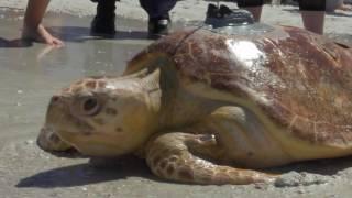 Kreacher the Sea Turtle - Track Her Journey Home