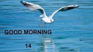 75) GOOD MORNING  14