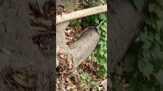 mizan #video #2025 #