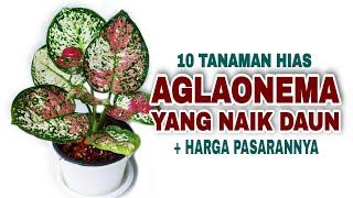 10 Tanaman Hias Aglaonema Tercantik Yang Naik Daun Tahun ini