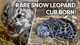 Rare Snow Leopard Cub Born! | The Big Cat Sanctuary