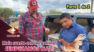 Vamos a empezar con 100 GALLINAS POR LO PRONTO