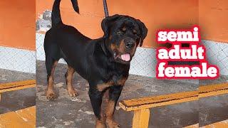 Semi adult rottweiler female for sale