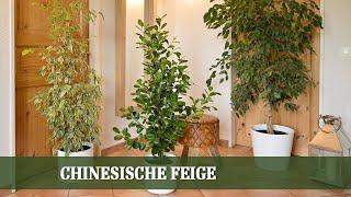 Ficus Pflegeleitfaden: Alles zu Ansprüchen, Pflege und Tipps bei Blattfall