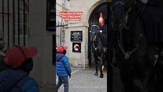 A Boy Enter the White Box... King's Guard Quickly Responds at Horse Guard, #royalguard #shorts