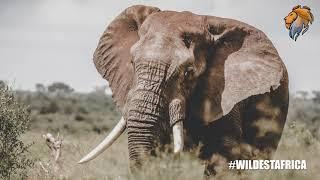 Beautiful Wildlife Photography Background Video | Wildest Kruger Sightings