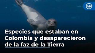 Las 3 especies de animales que estaban en Colombia y desaparecieron de la faz de la Tierra