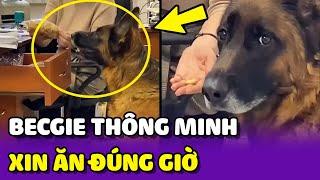 Chú chó Becgie THÔNG MINH biết XIN ĂN đúng giờ  | Yêu Lu Official