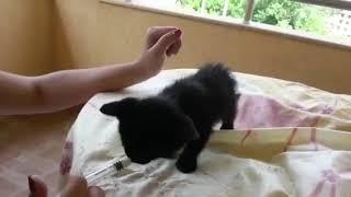 Feeding cute small cat