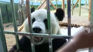 Giant panda Jin Hu enjoys talking with people