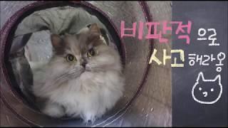 비판적 사고(사실검사와 도덕원리검사)