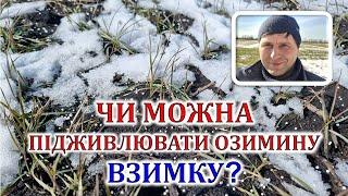 Чи можна підживлювати озимину взимку?