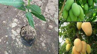 Cara menanam mangga di pot agar cepat berbuah dan lebat buahnya.telp/wa : +6281262249915/81262249915