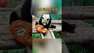 爱宝辉宝谁的腿长？国宝熊猫的趣事 #panda #睿宝辉宝 #爱宝 #大熊猫