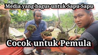 Media yang bagus untuk sapu-sapu (Bangka)