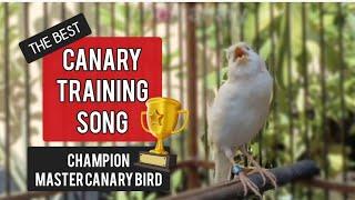 The best canary training song in the morning !! Master Canary bird