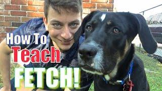 Everything YOU NEED to KNOW to TEACH your DOG a PERFECT FETCH!